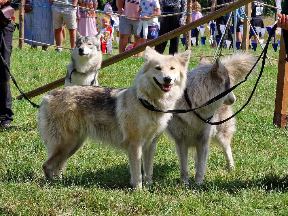 Outdoor woodland festival setting for visitors with dogs