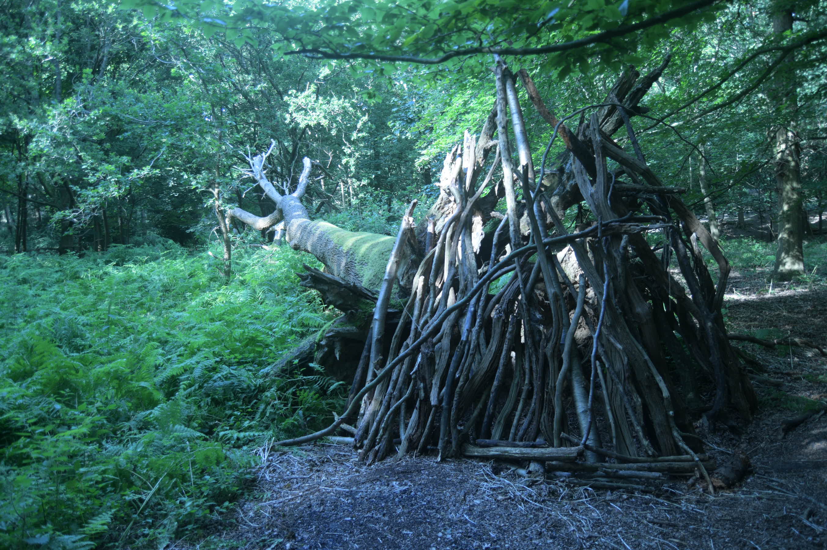 EMF - King's Grove Festival photo